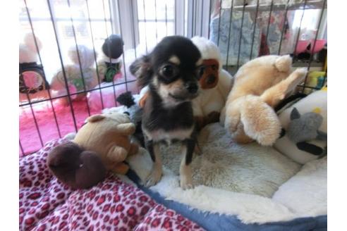 成約済の京都府のチワワ-6282の1枚目