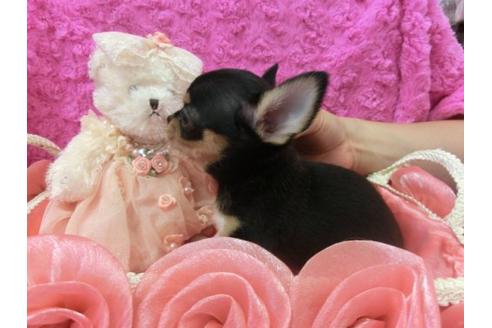 成約済の京都府のチワワ-6434の2枚目