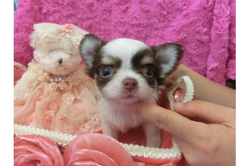 成約済の京都府のチワワ-6435の1枚目