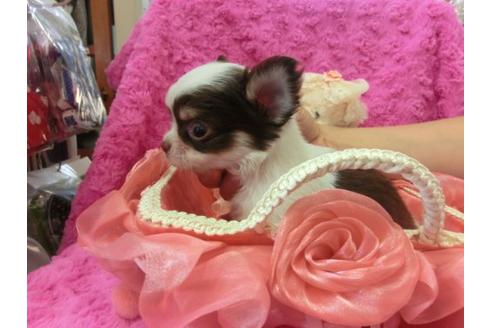 成約済の京都府のチワワ-6435の2枚目