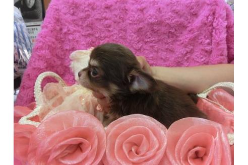 成約済の京都府のチワワ-6436の2枚目