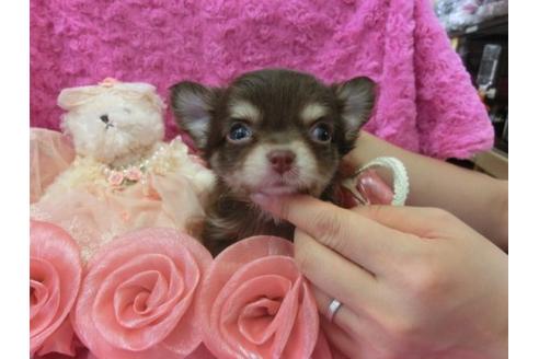 成約済の京都府のチワワ-6436の3枚目