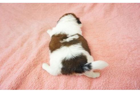 成約済の奈良県のシーズー-6445の1枚目