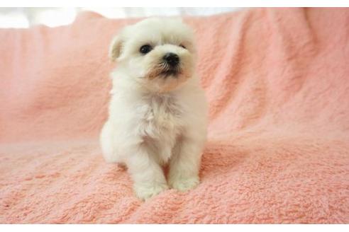 成約済の奈良県のミックス犬-5863の2枚目