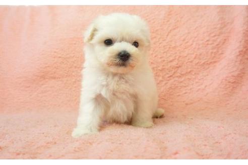 成約済の奈良県のミックス犬-5863の3枚目