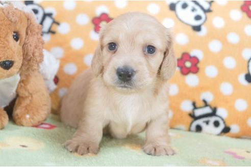 成約済の兵庫県のミニチュアダックスフンド-6463の1枚目