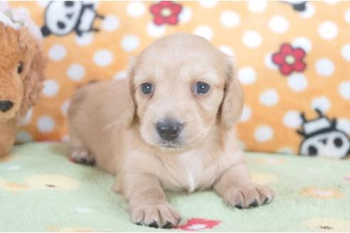 成約済の兵庫県のミニチュアダックスフンド-6463の2枚目