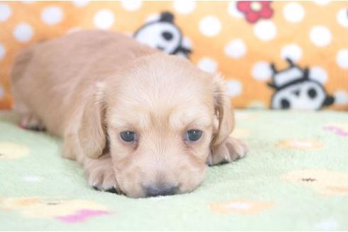 成約済の兵庫県のミニチュアダックスフンド-6463の3枚目
