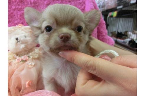 成約済の京都府のチワワ-6474の1枚目