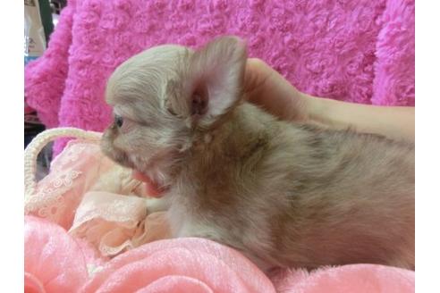 成約済の京都府のチワワ-6474の2枚目