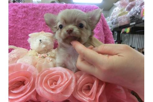 成約済の京都府のチワワ-6474の3枚目