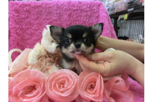 成約済の京都府のチワワ-6475の1枚目