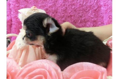 成約済の京都府のチワワ-6475の2枚目