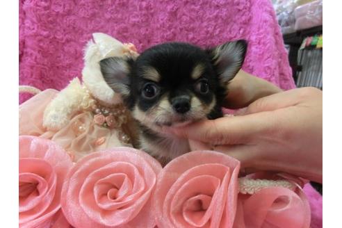 成約済の京都府のチワワ-6475の3枚目