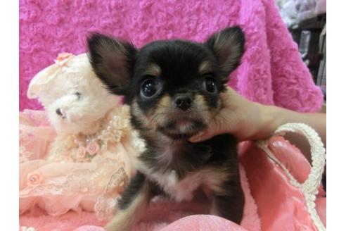 成約済の京都府のチワワ-6476の1枚目