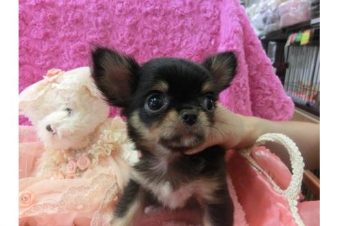 成約済の京都府のチワワ-6476の2枚目