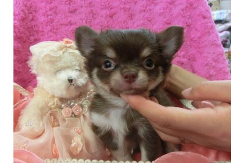 成約済の京都府のチワワ-6477の3枚目