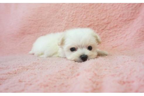 成約済の奈良県のミックス犬-5864の1枚目