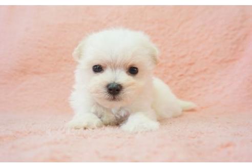 成約済の奈良県のミックス犬-5864の2枚目