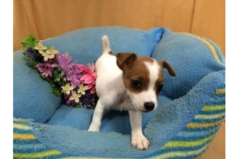 成約済の栃木県のジャックラッセルテリア-6504の1枚目