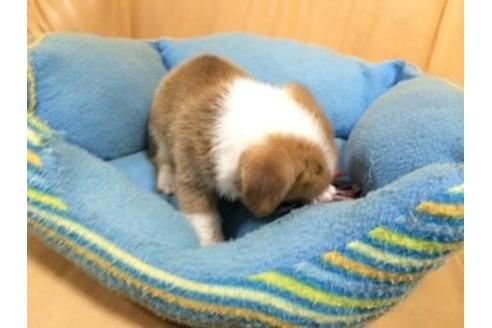 成約済の栃木県のウェルシュコーギーペンブローク-6508の2枚目
