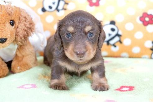 成約済の兵庫県のカニンヘンダックスフンド-6274の1枚目