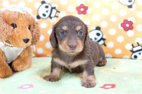成約済の兵庫県のカニンヘンダックスフンド-6274の2枚目