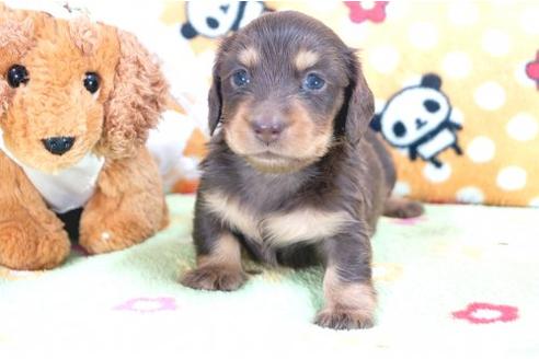 成約済の兵庫県のカニンヘンダックスフンド-6274の3枚目