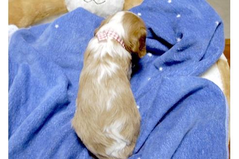 成約済の埼玉県のキャバリアキングチャールズスパニエル-6536の5枚目
