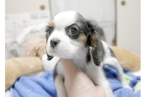 成約済の埼玉県のキャバリアキングチャールズスパニエル-5526の2枚目