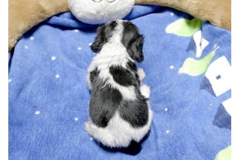 成約済の埼玉県のキャバリアキングチャールズスパニエル-5526の5枚目