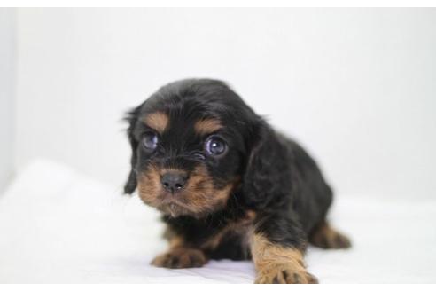 成約済の愛知県のキャバリアキングチャールズスパニエル-6205の1枚目