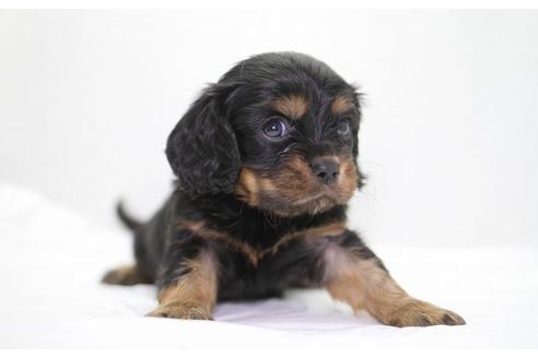 成約済の愛知県のキャバリアキングチャールズスパニエル-6205の2枚目