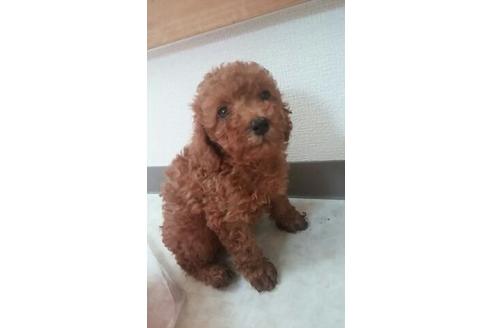 成約済の山口県のトイプードル-6668の2枚目