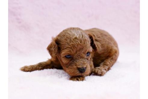 成約済の栃木県のトイプードル-6696の1枚目