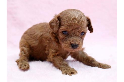 成約済の栃木県のトイプードル-6696の2枚目