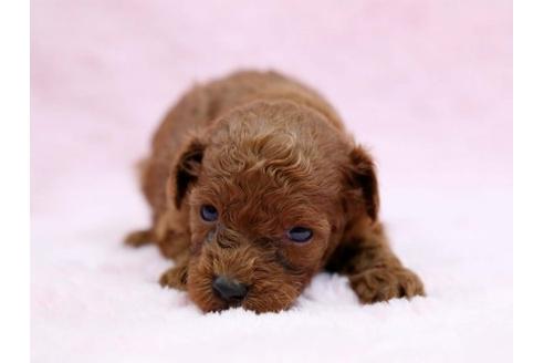 成約済の栃木県のトイプードル-6697の1枚目