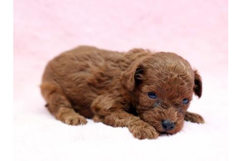 成約済の栃木県のトイプードル-6697の2枚目