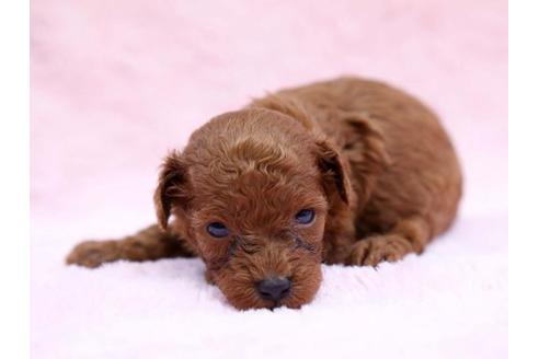 成約済の栃木県のトイプードル-6697の3枚目