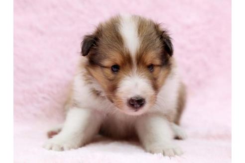 成約済の栃木県のシェットランドシープドッグ(シェルティ)-6698の1枚目