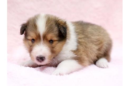 成約済の栃木県のシェットランドシープドッグ(シェルティ)-6698の2枚目