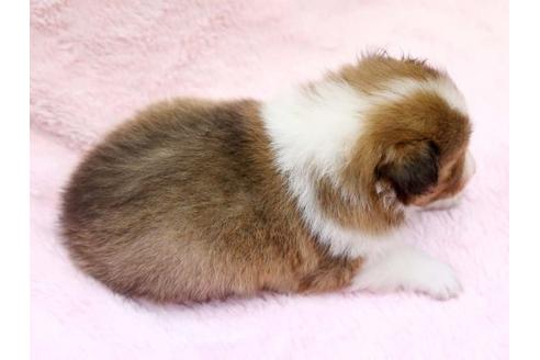 成約済の栃木県のシェットランドシープドッグ(シェルティ)-6698の3枚目