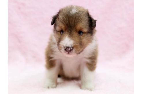 成約済の栃木県のシェットランドシープドッグ(シェルティ)-6699の1枚目