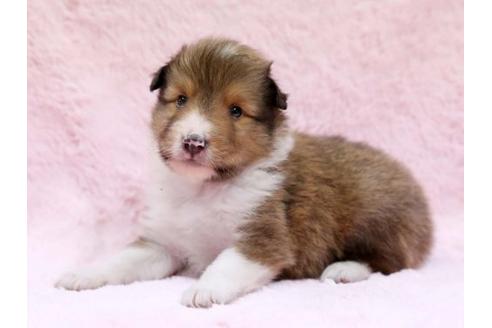 成約済の栃木県のシェットランドシープドッグ(シェルティ)-6699の2枚目