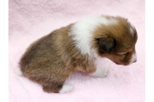 成約済の栃木県のシェットランドシープドッグ(シェルティ)-6699の3枚目