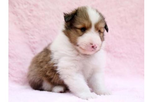 成約済の栃木県のシェットランドシープドッグ(シェルティ)-6700の1枚目