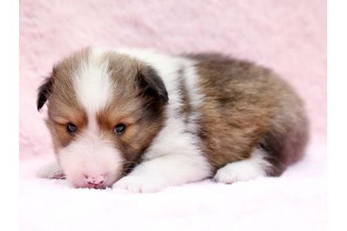 成約済の栃木県のシェットランドシープドッグ(シェルティ)-6700の2枚目