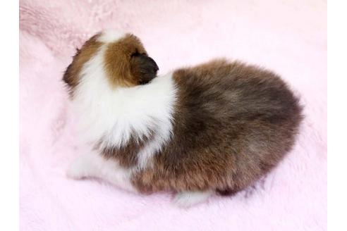 成約済の栃木県のシェットランドシープドッグ(シェルティ)-6700の3枚目