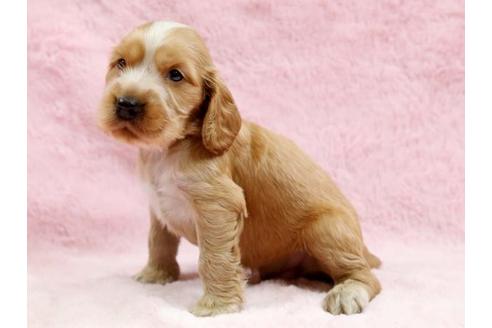 成約済の栃木県のイングリッシュコッカースパニエル-6701の1枚目