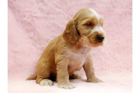 成約済の栃木県のイングリッシュコッカースパニエル-6701の2枚目